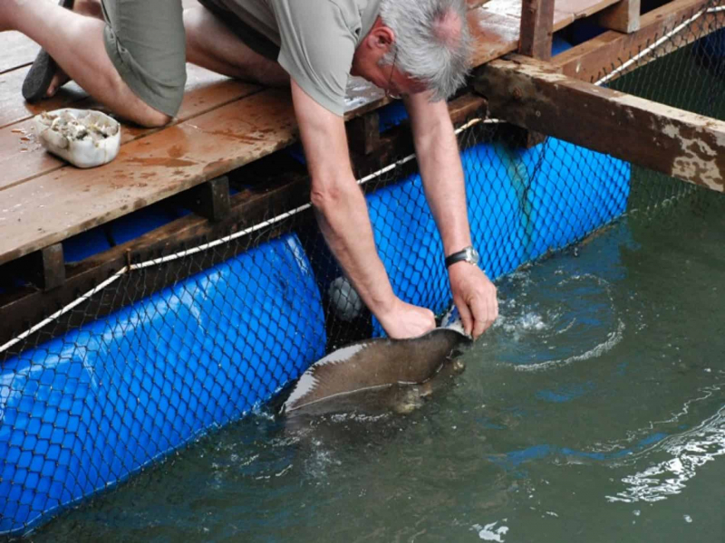 Man feeding stingray at Langkawi floating fish farm